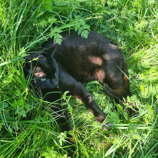 Stock check Shopify V2